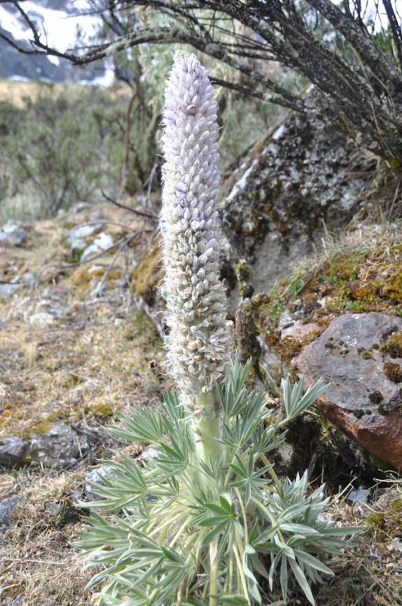 Flores que crescem a mais de 4 mil metros de altitude, no trekking Santa Cruz, na Cordillera Blanca, região de Huaraz, no Peru